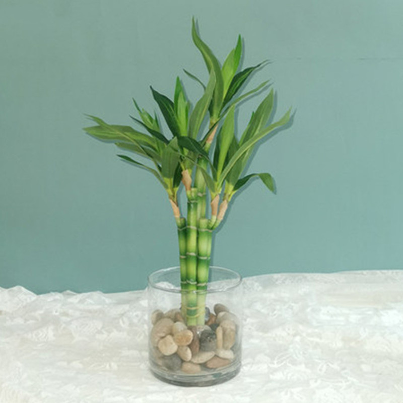 Aquarium Plant Display - 새로운 40cm rFtificial 행운의 대나무 즙이