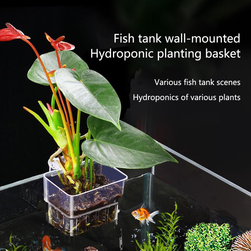 Aquarium Planted Tank Setup - 수족관 수경 재배 컵 2 5