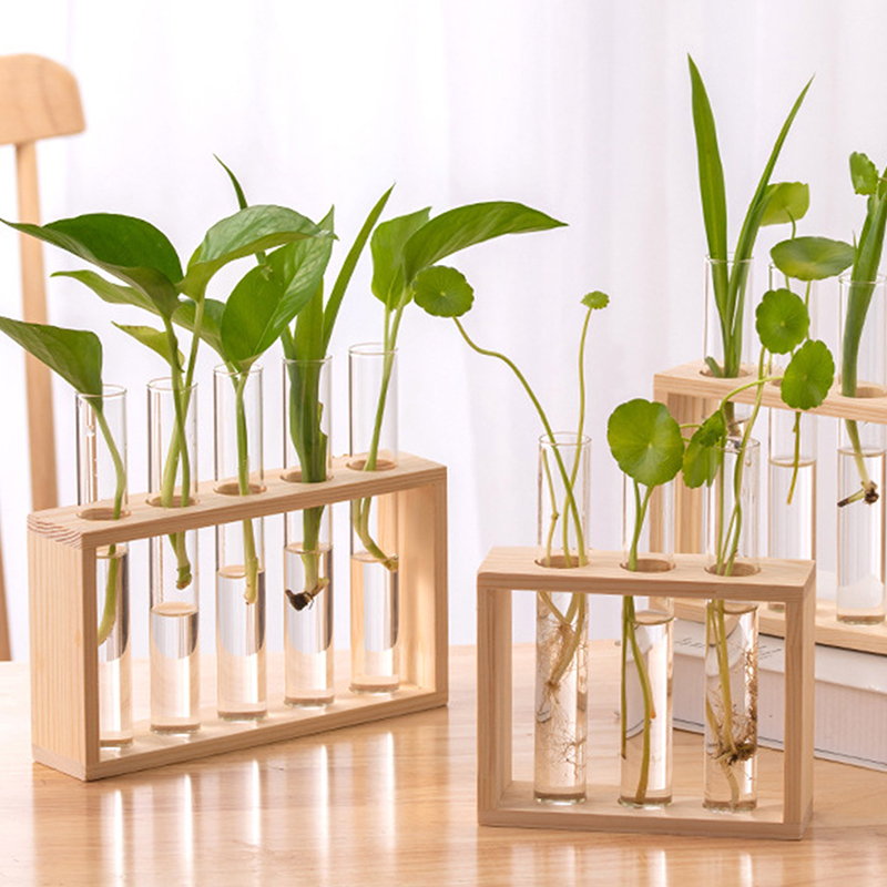 Tissue Culture Plant - 나무 프레임과 수경 식물 컨테이너 투명