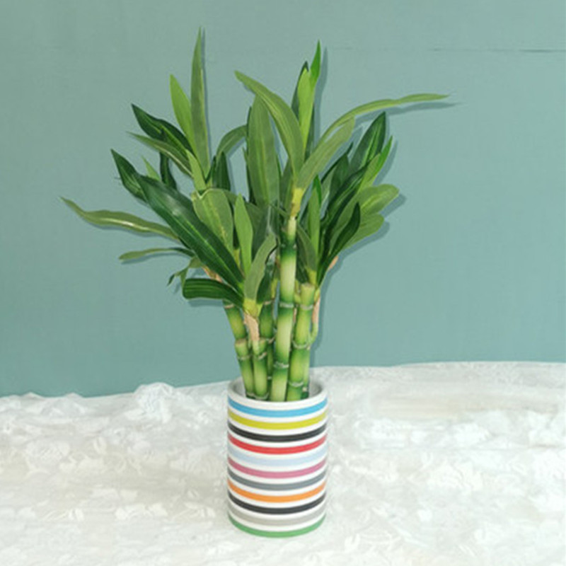 새로운 40cm rFtificial 행운의 대나무 즙이 - Aquarium Plant Display 리뷰 및 가격