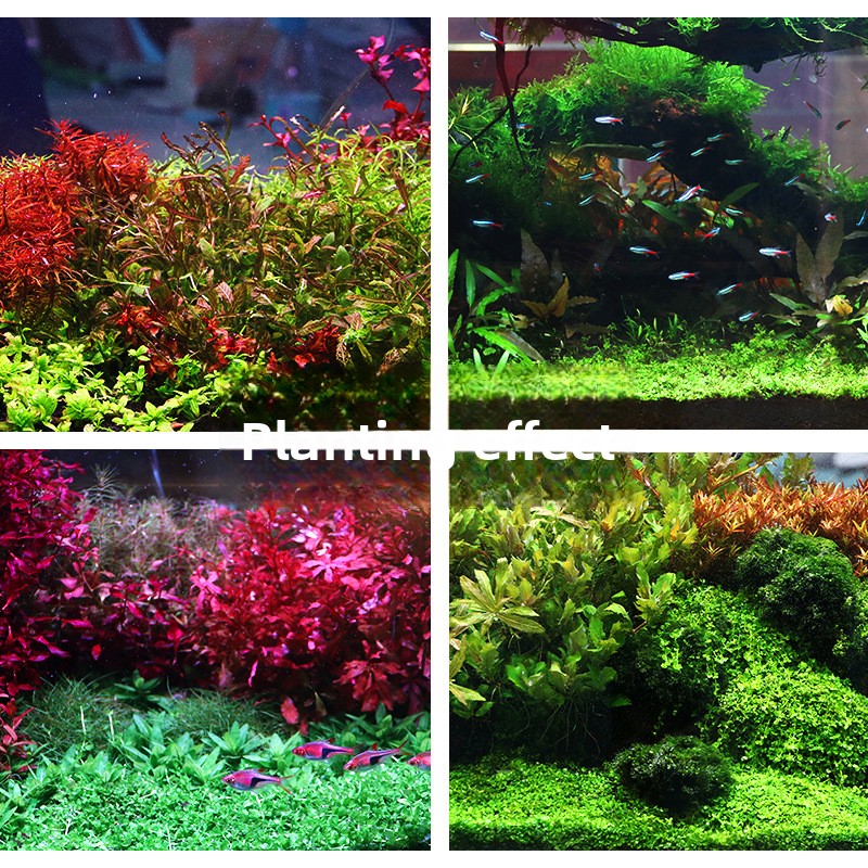 시스엔시아가 수초용 토양-영양소 풍부한 바닥 모래 (대 - Aquarium For Planted Tank 리뷰 및 가격