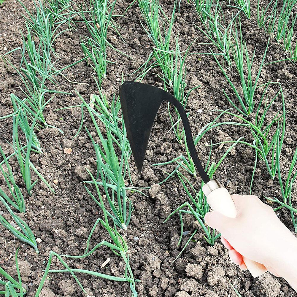 가정용 삼각형 고랑 괭이, 농업 잡초 괭이, 식재 야채 - Tissue Culture Plant 리뷰 및 가격
