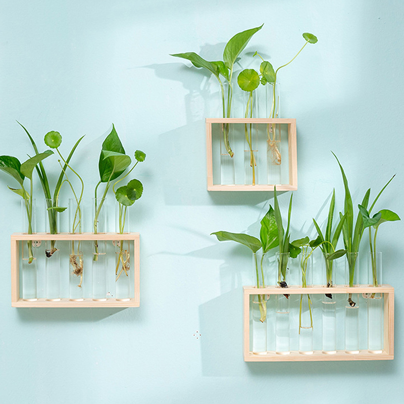 나무 프레임과 수경 식물 컨테이너 투명 유리 테스트 튜 - Tissue Culture Plant 리뷰 및 가격