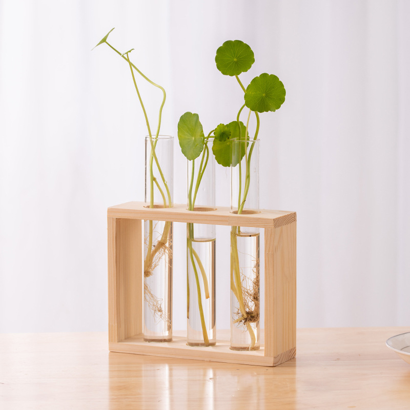 나무 프레임과 수경 식물 컨테이너 투명 유리 테스트 튜 - Tissue Culture Plant 리뷰 및 가격